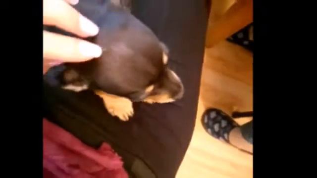 Сладък и игрив мини пинчер смотреть онлайн