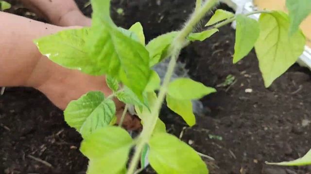 Готовим в тандыре?//Сбор папоротника// Высадили рассаду в теплицу // Cooking in the tandoor? смотреть онлайн