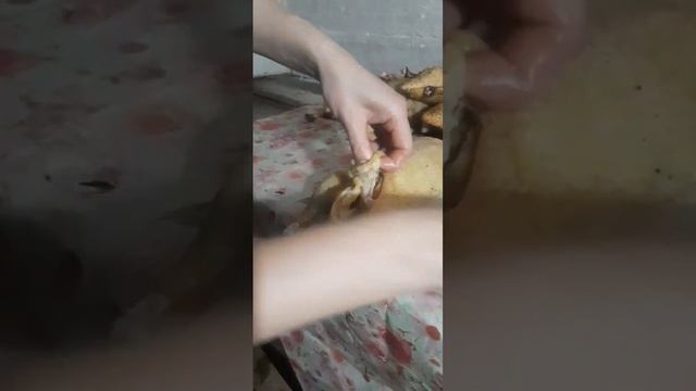 Как вытащить кишки из утки,гуся просто и быстро.#деревня #хозяйство смотреть онлайн