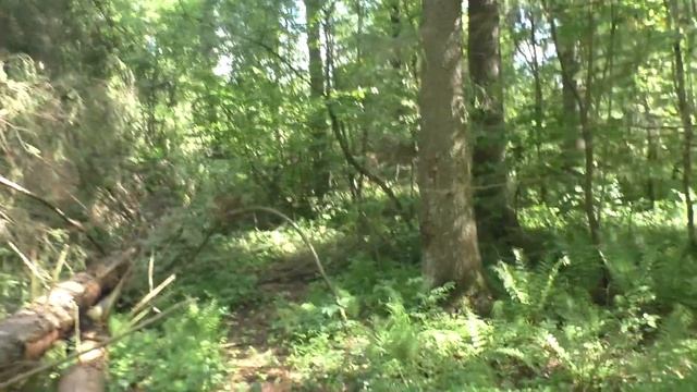 АКА Сигнум - поиск кладов на Хуторе около водяной мельницы / кладоискатель / коп в лесу поиск моне смотреть онлайн