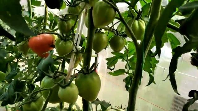 Томат Абаканский розовый. Обзор сорта. Выращивание томата в Сибири. смотреть онлайн