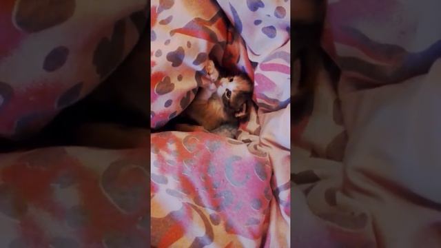 Котенок не хочет спать смотреть онлайн