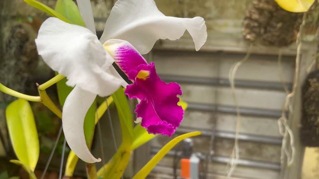 CaliOrchid - Cattleya warscewiczii semi alba (4k) смотреть онлайн