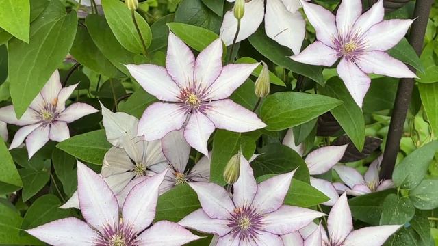Clematis Samaritan Jo 2nd year June 2023 смотреть онлайн