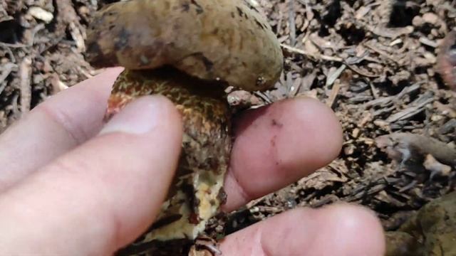 Дубовик крапчатый смотреть онлайн