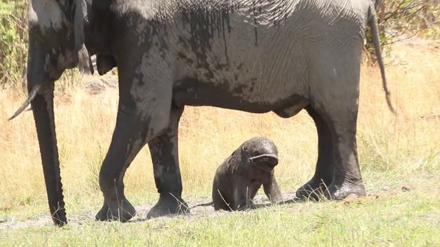baby elephant walk смотреть онлайн