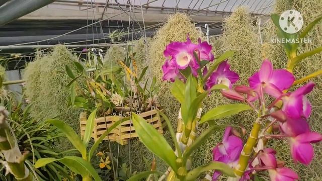 Теплица орхидей. Dendrobium.한우리노원. смотреть онлайн