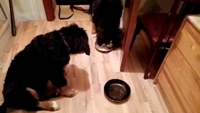 ВОТ СИЛА ВОЛИ БЕРНА!!! 1серия смотреть онлайн