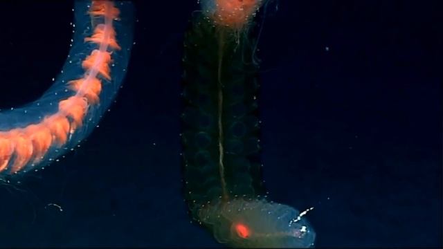 Siphonophores, Drifting Colonies Of Life