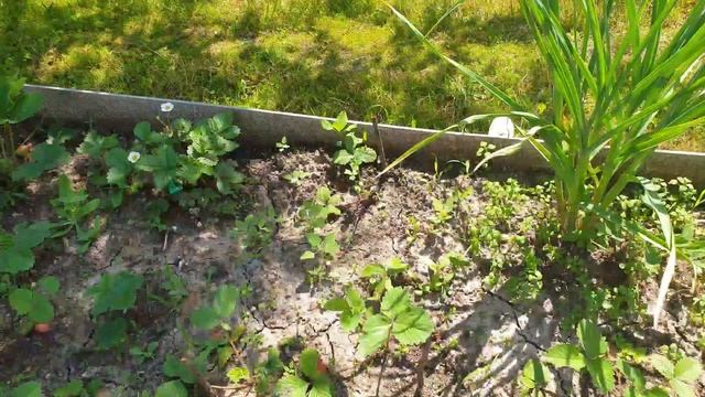 ОЧИЩАЕМ ВОДУ В БАССЕЙНЕ НА ДАЧЕ ОТ РЖАВЧИНЫ // НАШЛИ ЖАБУ смотреть онлайн