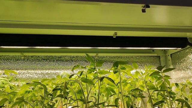 Томаты выращиваю только так! Рассада Крепышом и Жирная! Почему я раньше не додумалась до этого! смотреть онлайн