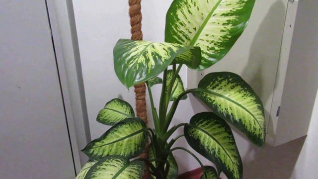 Шикарная Диффенбахия без проблем. смотреть онлайн