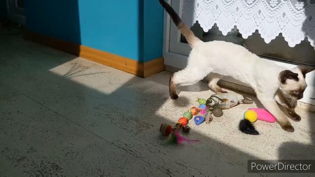 Самодельные игрушки лучше, чем магазинные. Рэсси порода девон-рекс сиамского окраса.Devon Rex Cat смотреть онлайн