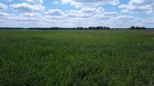 Люцерна хороший медонос?