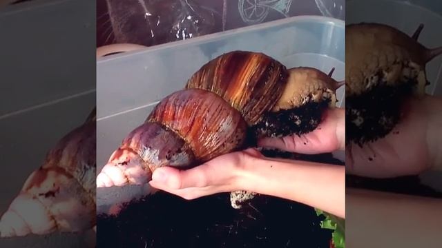 Гигантская улитка ахатина фулика по имени Тор смотреть онлайн