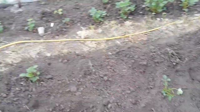 Теплица 24.05.2020 смотреть онлайн