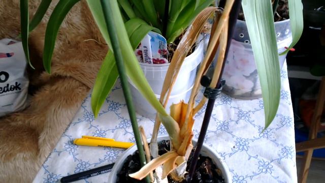 Мильтония -уценка, погибла(((( смотреть онлайн