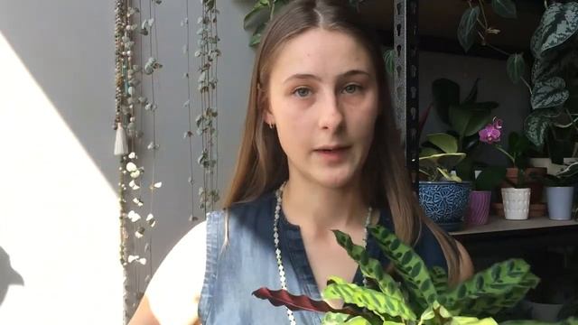 FOLIAGE FRIDAY | How I Care for Goeppertia insignis [Calathea lancifolia] ?Rattlesnake смотреть онлайн