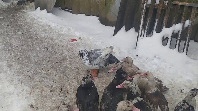 МУСКУСНЫЕ УТКИ ТЯЖЁЛОЙ ФРАНЦУЗСКОЙ ЛИНИИ! смотреть онлайн