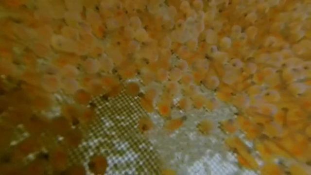 инкубация икры . продолжается выклев рыбы из икры . смотреть онлайн