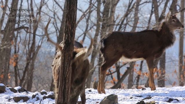 ПЯТНИСТЫЙ ОЛЕНЬ БУЯН. декабрь 2020 г. смотреть онлайн
