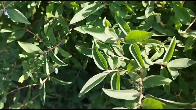 Сезонная работа в Польше. Сбор камчатской ягоды ( жимолости). смотреть онлайн