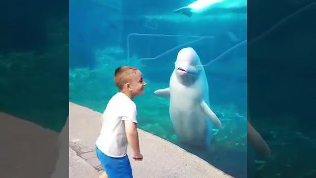 Приколы про морских животных