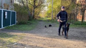 Дрессировка Добермана с Котами, Курс послушания