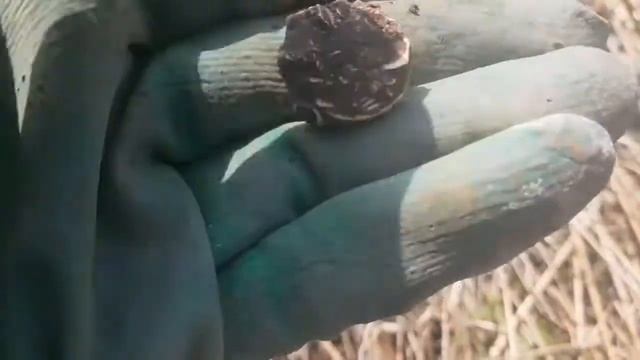 Поиск монет металлоискателем Garrett ace. Коп на поле. Отдых 2021 смотреть онлайн