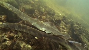 2 минуты из жизни калининградских миног