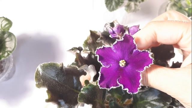 Мои Прекрасные Спорты Фиалок смотреть онлайн