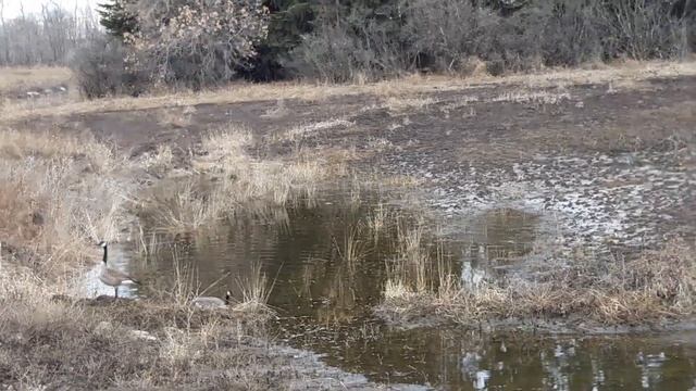 Прилетели гуси, весна начинается.