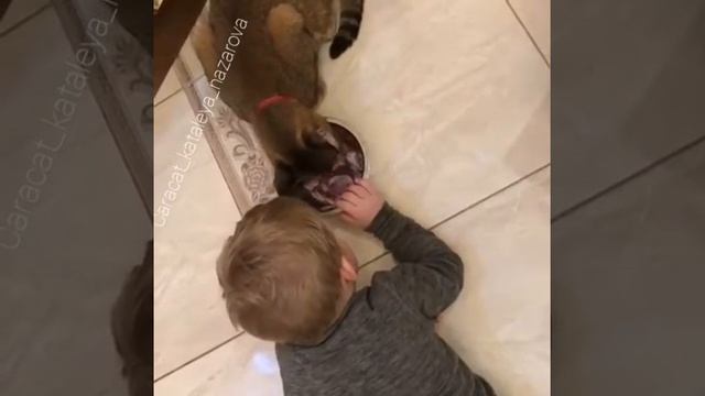 Каракет ф1 и дети. На видео мальчик Артем ( 2 года) и Каракет ф1 "Виви Каталея" 6 месяцев. смотреть онлайн