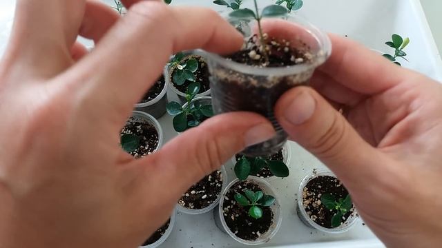 Мурайя. Купить. Украина