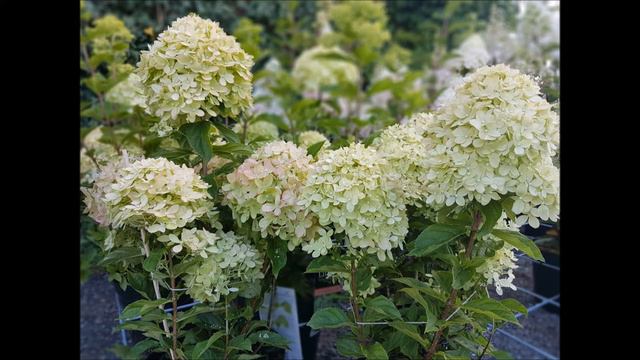 Hydrangea paniculata Little Lime- Hortensja bukietowa смотреть онлайн