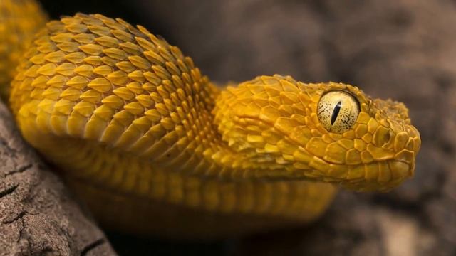 Шершавая древесная гадюка (лат. Atheris squamigera) смотреть онлайн