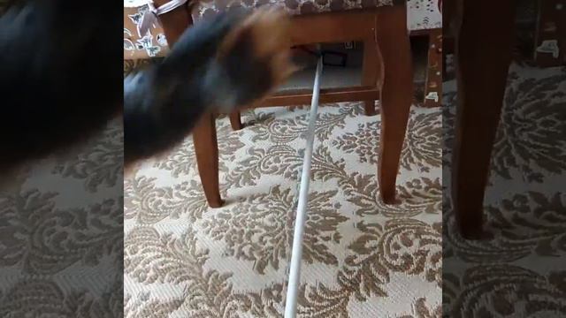 Заводной йорк смотреть онлайн