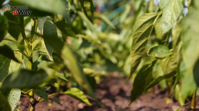 Если Огурцы Рано Скрутило Сею На Грядке Эти Сидераты Землю В Миг Очищают Всех Болячек смотреть онлайн