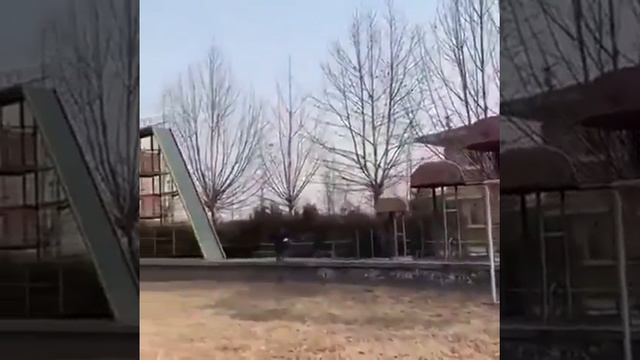 Тренировка собаки. Уровень - "Невероятный"🐕 смотреть онлайн