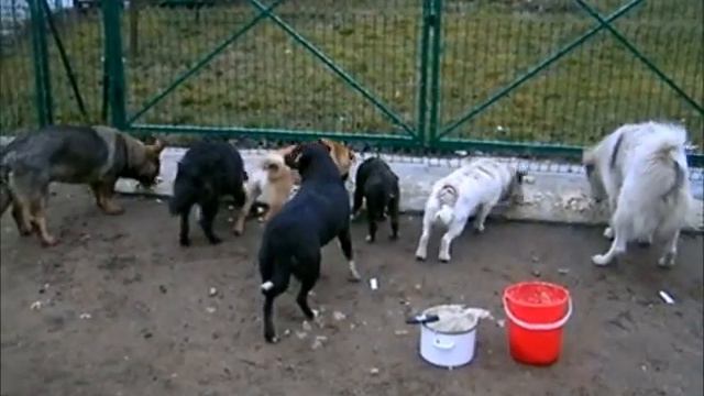 Мои подопечные животные с Галициновских дач - 12 января. смотреть онлайн