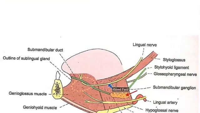 Submandibular and Sublingual Salivary Glands - Dr. Ahmed Farid смотреть онлайн