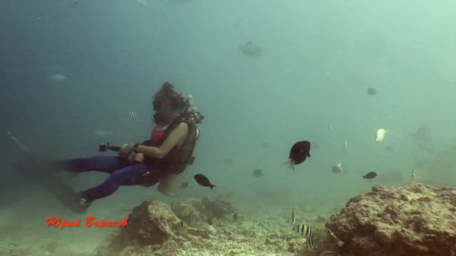 Британова Ирина и ее любимые тигрули смотреть онлайн