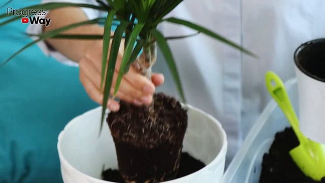 Эта 1 Таблетка Уберегает Цветы В Доме От Болезней! смотреть онлайн