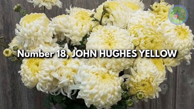 Most Beautiful Chrysanthemum Varieties, that you can grow in your garden смотреть онлайн
