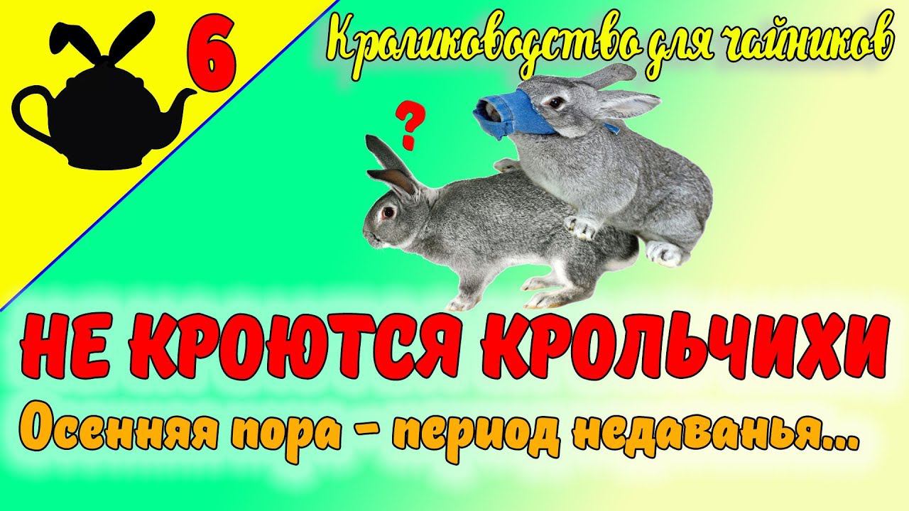 НЕ КРОЮТСЯ КРОЛЬЧИХИ. ОСЕННЯЯ ПОРА - ПЕРИОД НЕДАВАНЬЯ / Кролиководство для чайников 6 смотреть онлайн