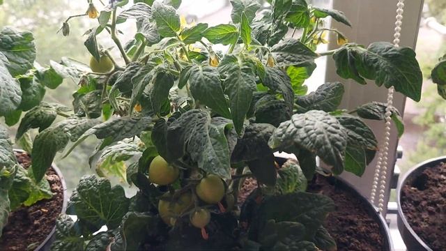 Томаты на балконе в период плодоношения. смотреть онлайн