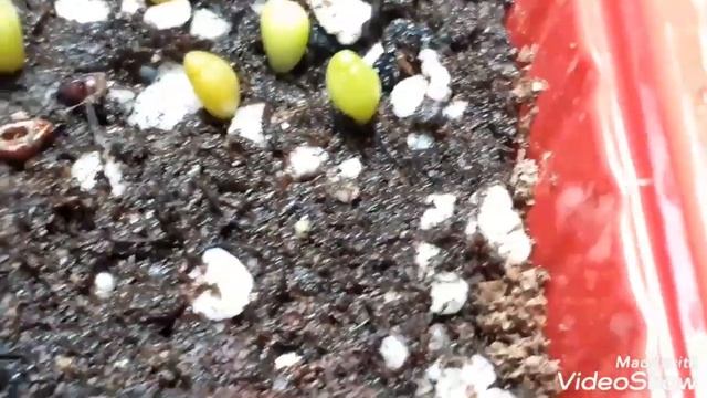 Собрала и посеяла семена с эхеверий. Сеянцы кактусов и литопсов. Сеянцам 9 дней. смотреть онлайн