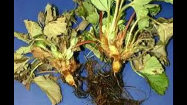 Клубника. Фитофтороз и... иже с ним. смотреть онлайн