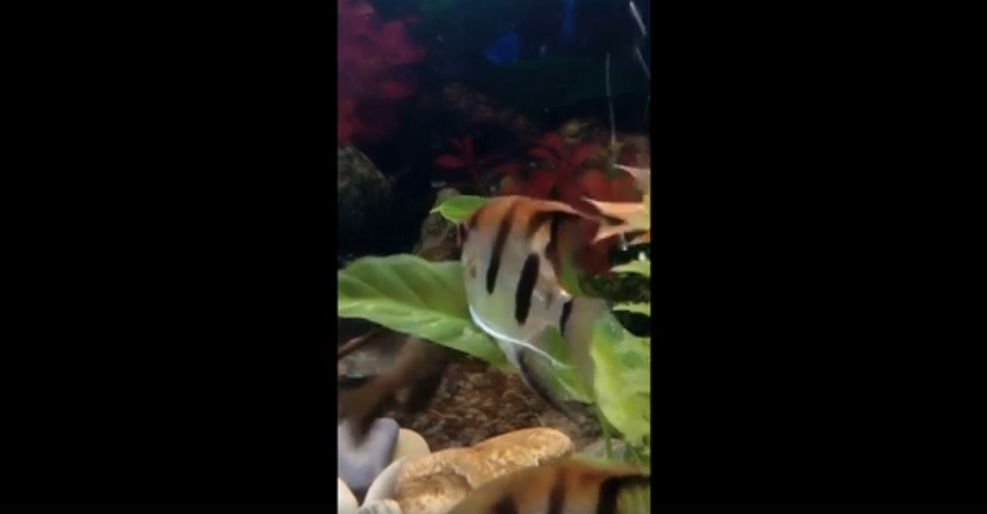 Скалярия нерест в общем аквариуме смотреть онлайн