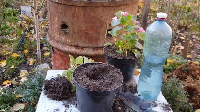 спасаю бегонию смотреть онлайн